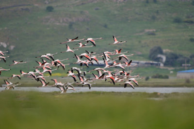 greater flamingo - flamingo - flamant rose