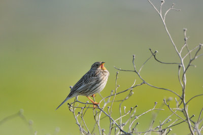 corn bunting - grauwe gors - bruant proyer