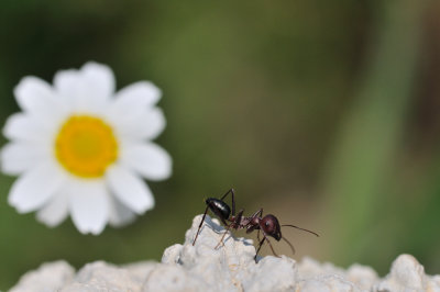 ant - mier - fourmi
