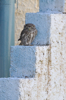 little owl - steenuil - chevche d'Athna