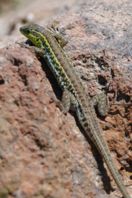 snake-eyed lizard - slangenooghagedis