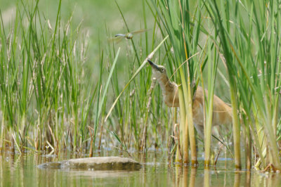 squacco heron - ralreiger - crabier chevelu
