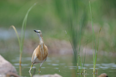 squacco heron -  ralreiger - crabier chevelu