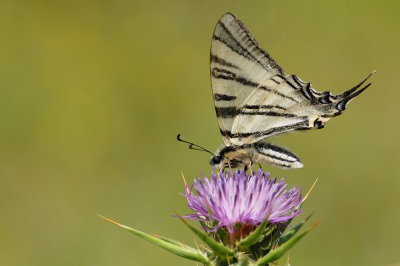 scarce swallowtail - koningspage