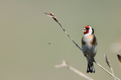 goldfinch - putter - chardonneret
