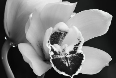 ORCHID IN BLACK & WHITE