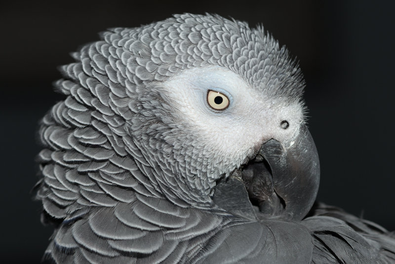Preening For The Camera