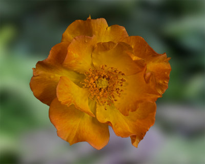 Orange & Yellow Rose
