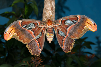 Atlas Moth - Open Wings