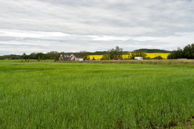 Farmscape Near Penhold