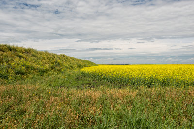 Canola Field Near Airdrie Alberta