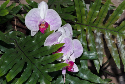 Orchids & Leaves