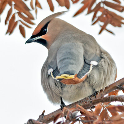 Bohemian Waxwing Flock Leader