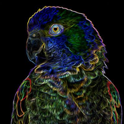 Neon Parrot