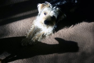 Shadow of a Playmate