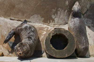 Fur Seals*