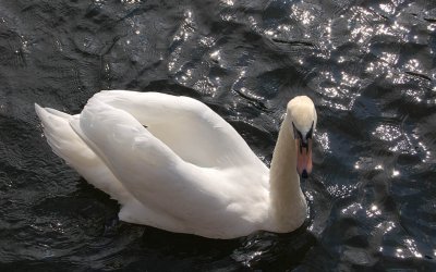 Swan *