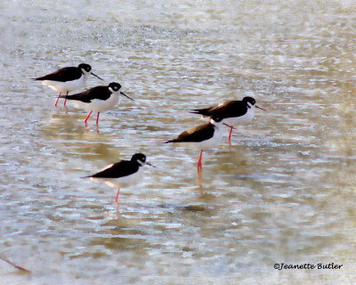 Avocet