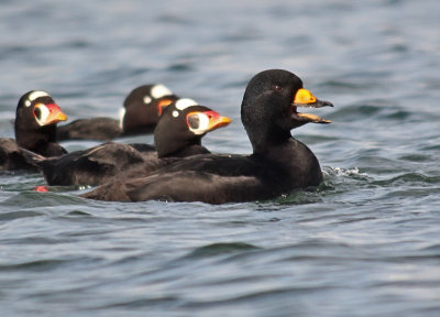 Black Scoter and Surf Scoters