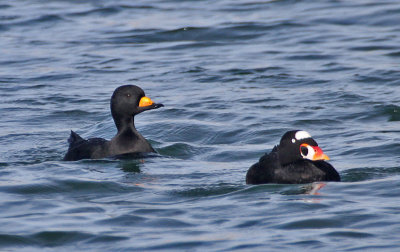 Black Scoter and Surf Scoter