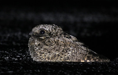 Common Poorwill