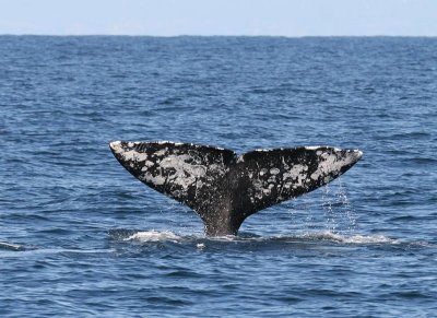 Gray Whale