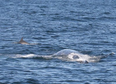 Gray Whale and Bottlenose Dolphin