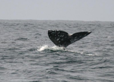 Gray Whale