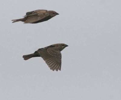 Brown-headed Cowbird