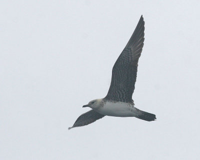 Long-tailed Jaeger