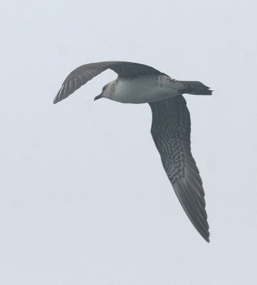 Long-tailed Jaeger