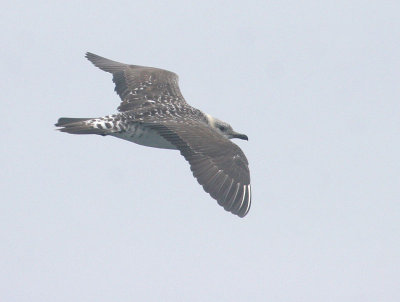 Long-tailed Jaeger