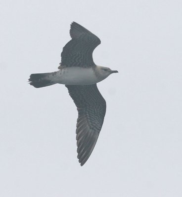 Long-tailed Jaeger