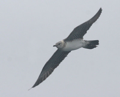 Long-tailed Jaeger