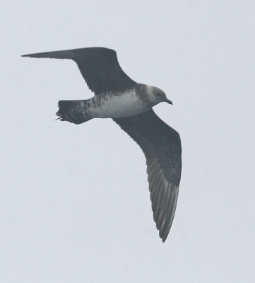 Long-tailed Jaeger