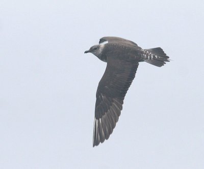 Long-tailed Jaeger