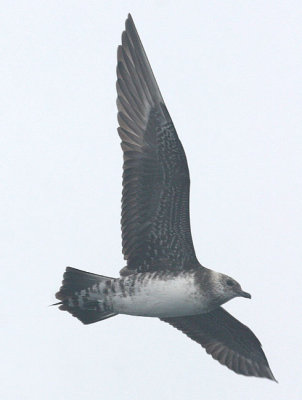 Long-tailed Jaeger