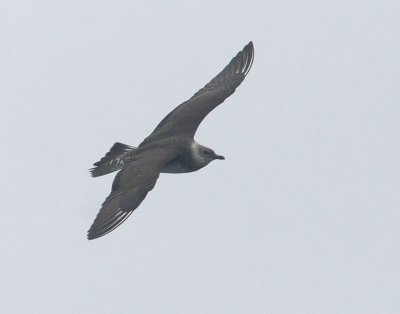 Long-tailed Jaeger