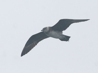 Long-tailed Jaeger