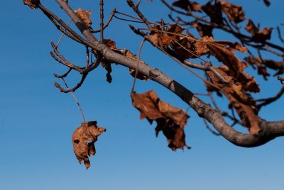 last year's leaves