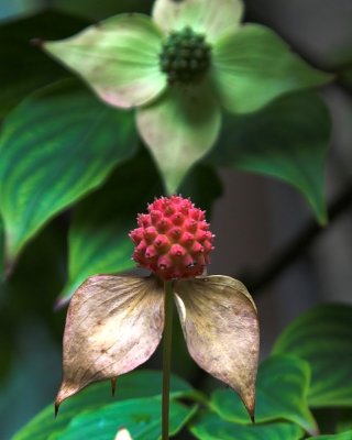 dogwood
