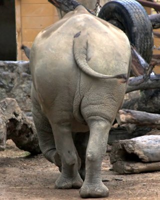 rhino butt