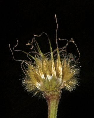 after the petals