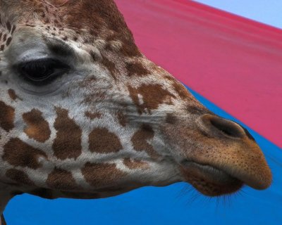giraffe snout