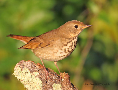 Hermit Thrush 