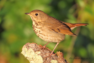 Hermit Thrush