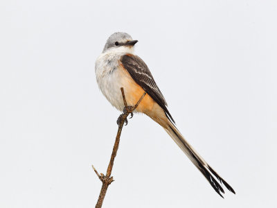 Scissor-tailed Flycatcher