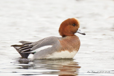 Eurasian Wigeon