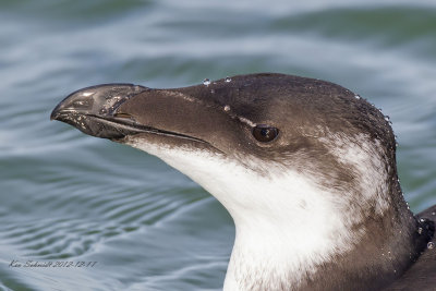 Razorbill in Florida,yes on both the ocean and gulf.