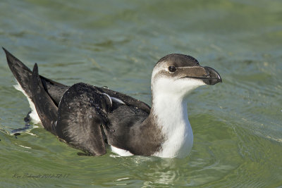 Razorbill, juvenile. Yes they are in Florida.